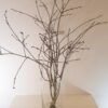 Wiśnia