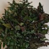Mahonia