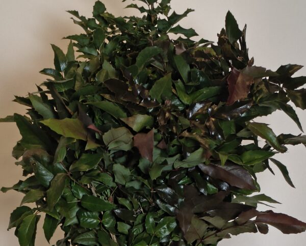 Mahonia