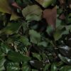 Mahonia
