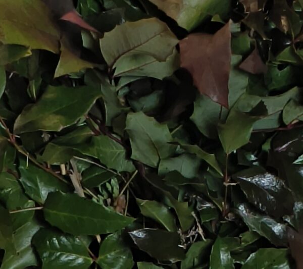 Mahonia