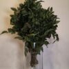 Mahonia